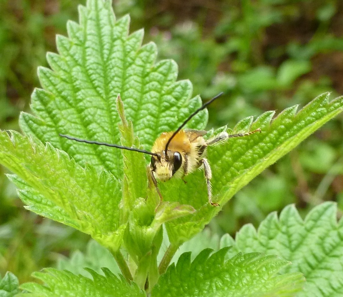 Maschio di Eucera sp.